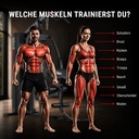 AsVIVA MG5 Pro – trained muscle groups